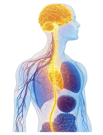 Diagram showing Pulsetto's effect on the vagus nerve and nervous system